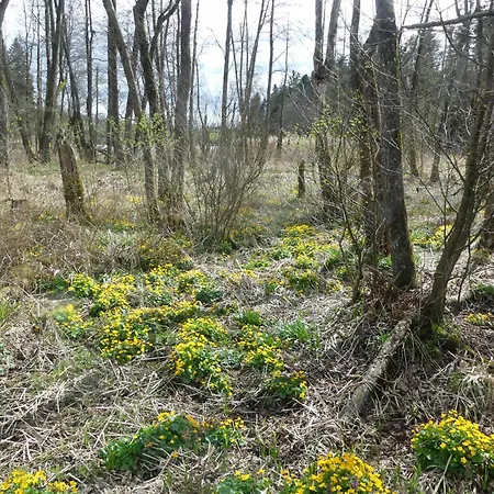 Dreilaendereck 403 Mit Sauna Und Hallenbad 公寓 *
